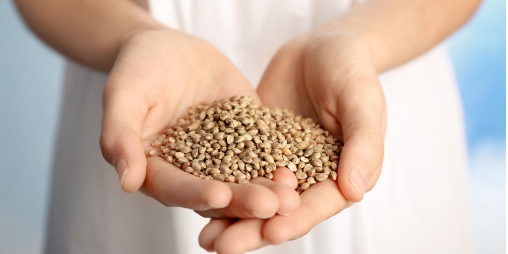 Hemp Seed Nutrition