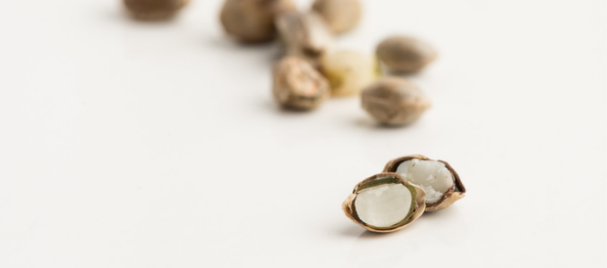 Hemp Proteins and Oils